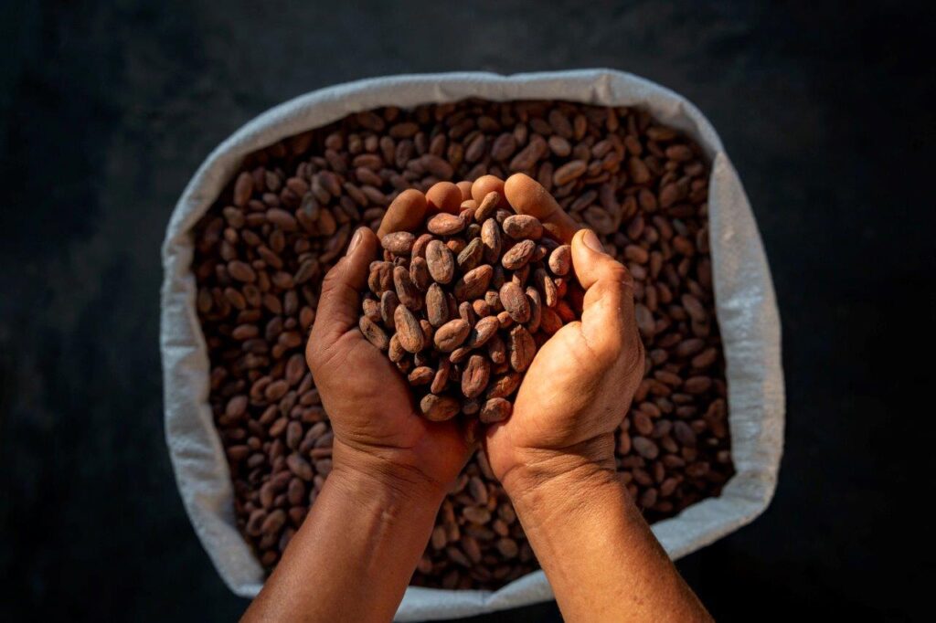 granos de cacao vrae